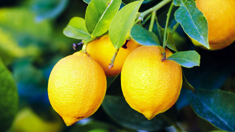   Yediveren Limon Fidanı (sert kabuklu )  5-6 Yaş