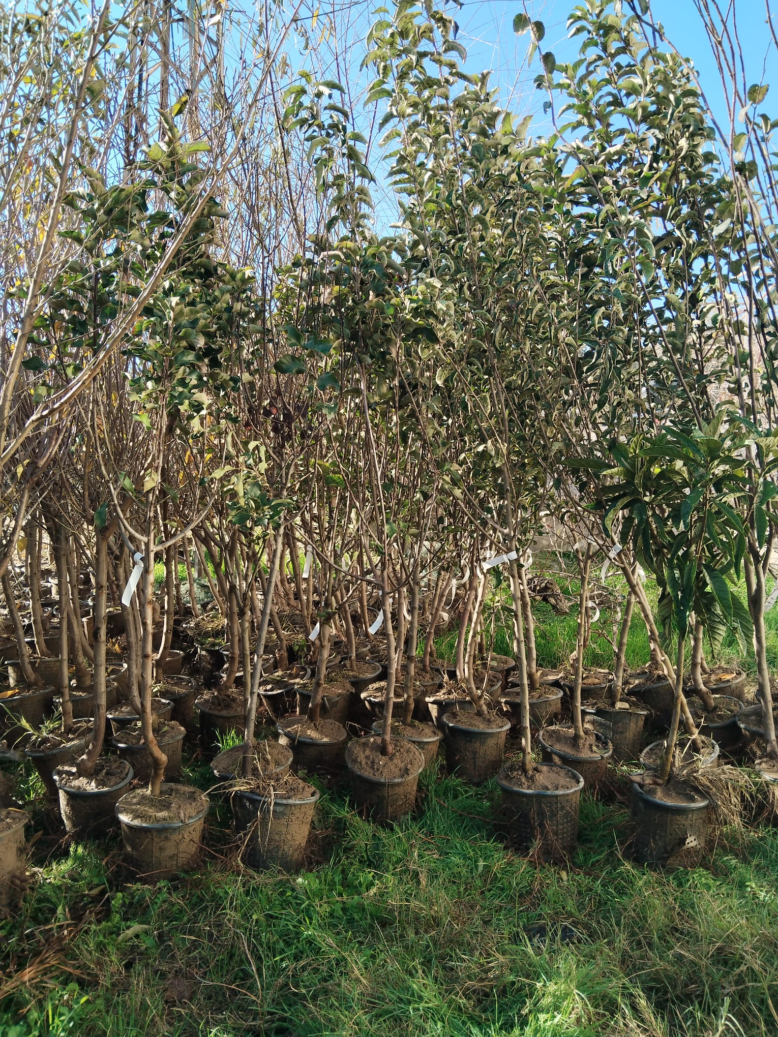 Santa Maria Armut Fidanları , +200 cm Üzeri , saksılı 8-9yaş