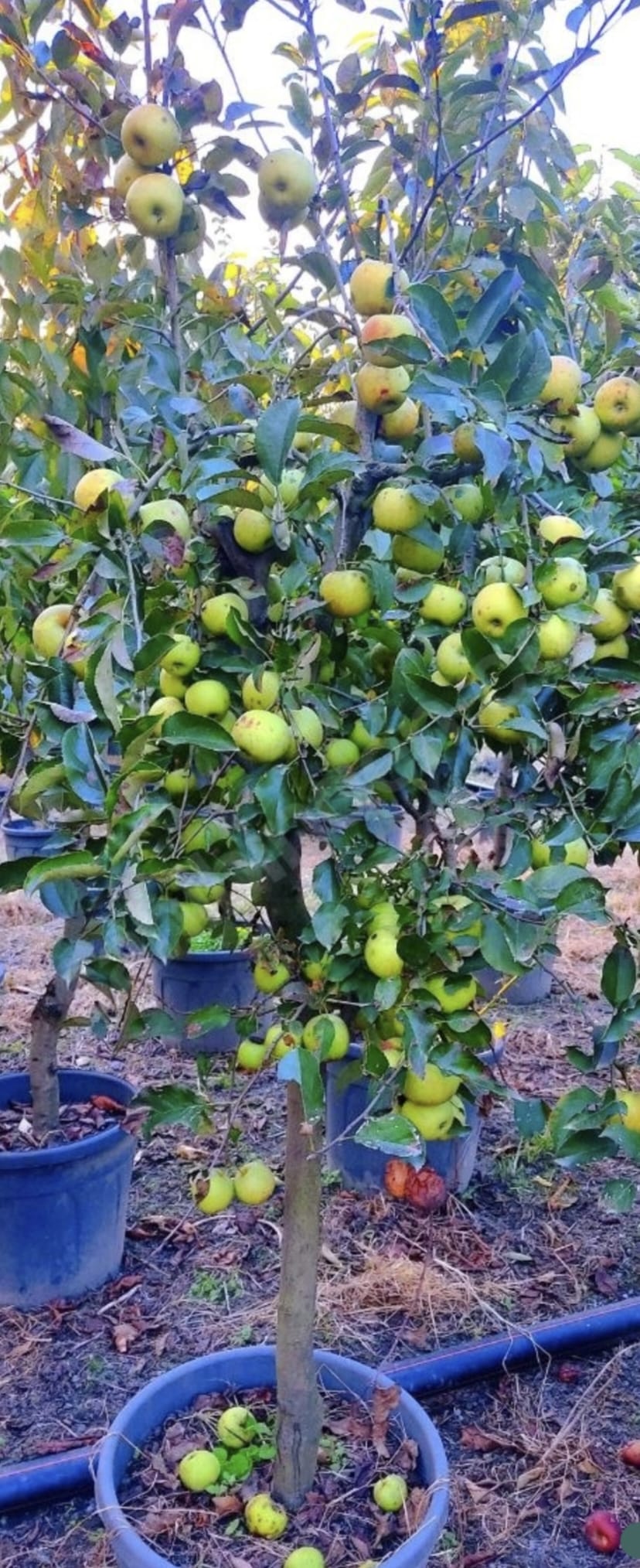 Granny Smith Elma Fidanı +200 cm ve üzeri saksılı 10 yaş