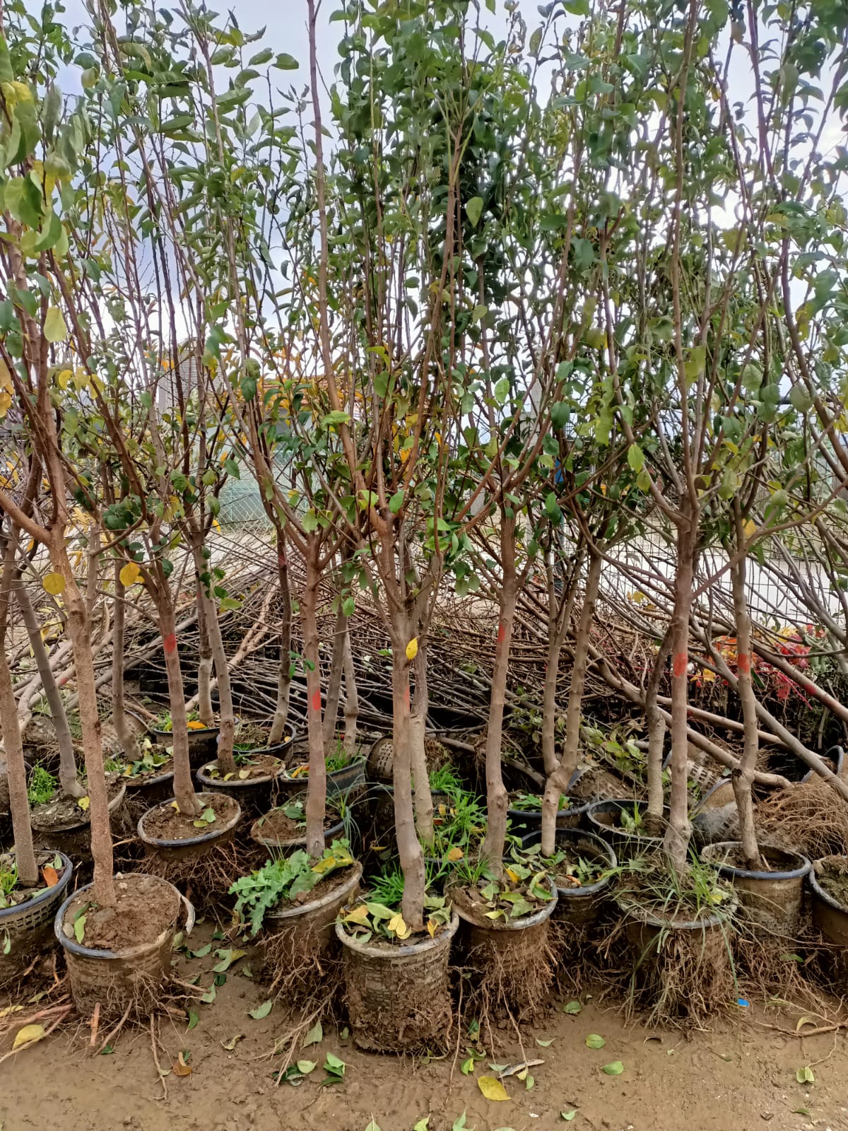 Ege 22 Ayva Fidanı , +200 cm saksılı ağaçlar  9 yaş