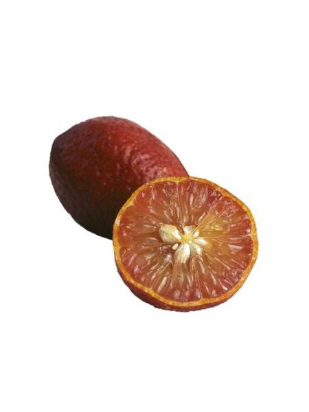 Avustralya (KIRMIZI )Blood Lime Fidanı