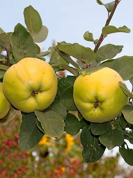 Eşme Ayva Fidanı , +170 cm torbalı