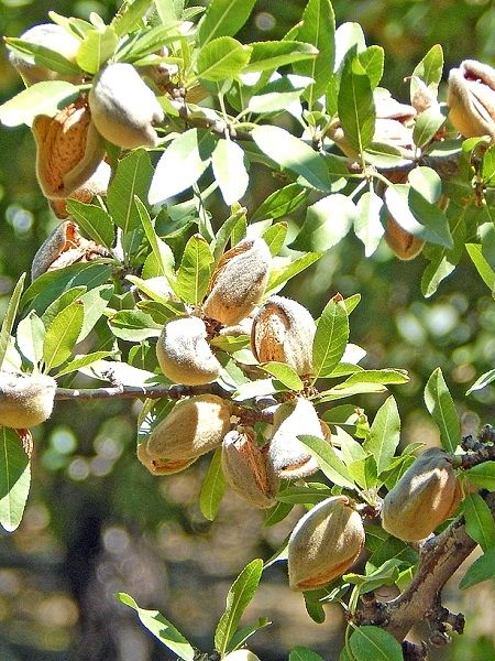 Nonparelle nonpareil Badem Fidanı 80-100 cm SAKSILI