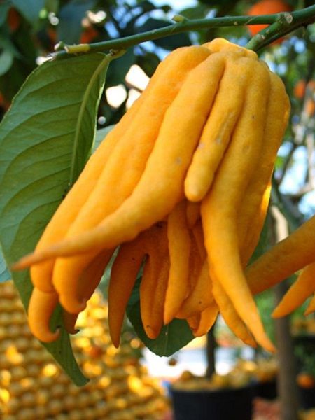Budanın Eli Limon Fidanı 4 Yaş +140 cm ve Üzeri Saksılı