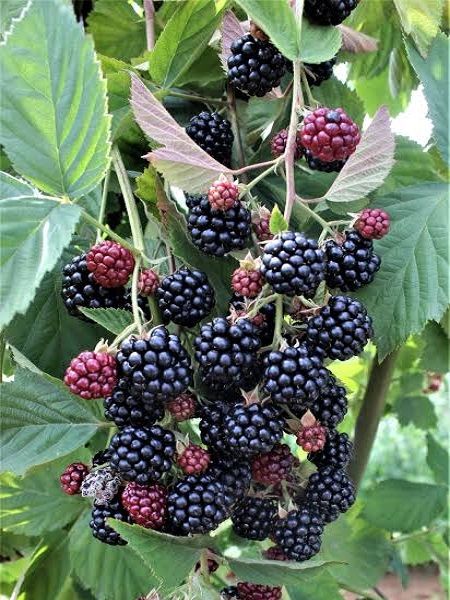 Bursa 1 Böğürtlen Fidanı Rubus fruticosus