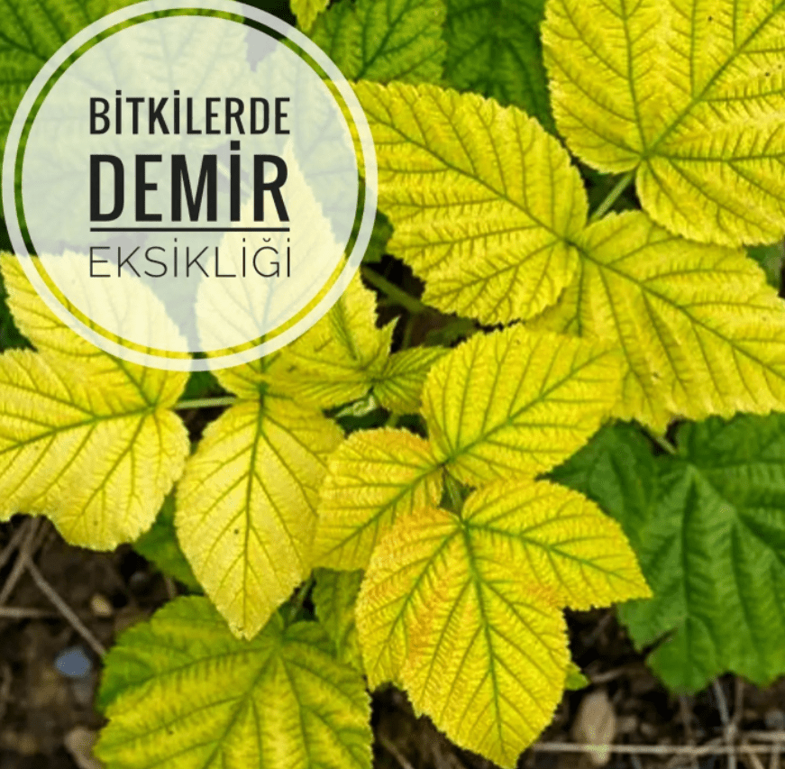 Sıvı Konsantre Demir Gübresi - 5 Ağaca Kadar