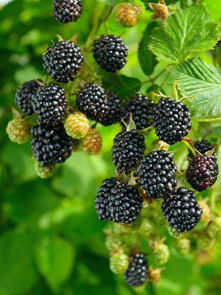 Dikensiz Böğürtlen Fidanı Rubus fruticosus 