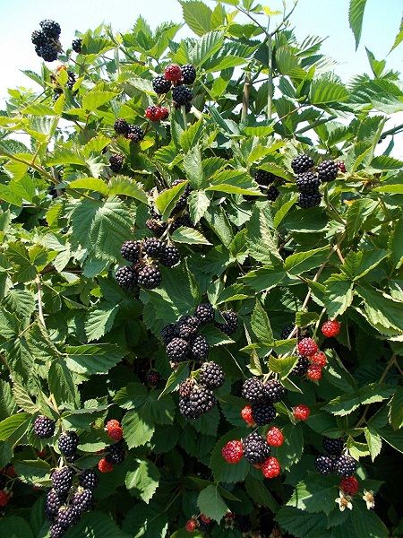 Dikensiz Böğürtlen Fidani 80cm  Rubus Fruti.