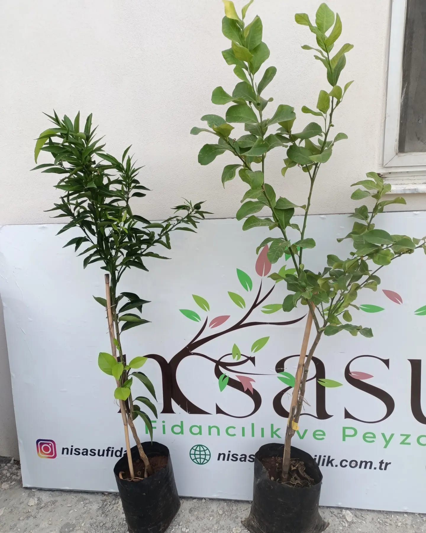 MEYVELİ YEDİVEREN LİMON + MANDALİNA AĞACI ÜCRETSİZ KARGO