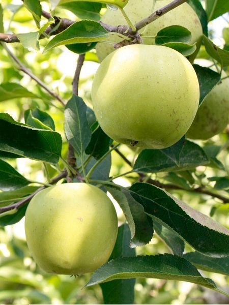 Golden Delicious +170 cm 3 yaş Torbalı Elma Fidanı 