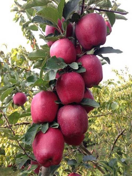 Starking Delicious +170 cm ve üzeri 4-5 yaş Torbalı Elma Fidanı