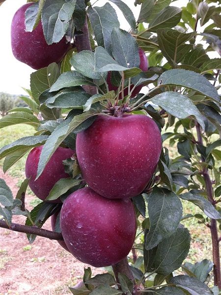 Starkrimson Delicious Elma Fidanı +170 cm ve üzeri saksılı 