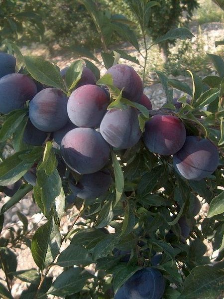 Black Diamond Erik Fidanı , +150 cm üzeri saksılı