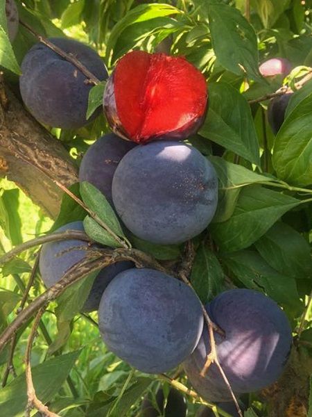 Black Splendor Erik Fidanı , +170 cm üzeri  saksılı 5-6 yaş