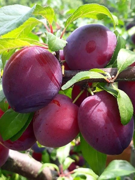 Fortune Erik Fidanı , 170 cm üzeri 7 yaş 