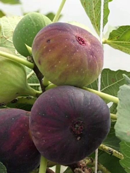 Saksılı 5-6 yaşDürdane Siyah Bursa İnciri +150 cm ve üzeri