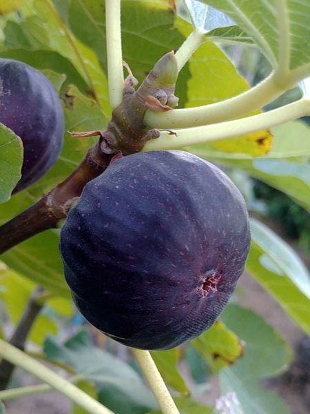 Saksılı 5-6 yaşDürdane Siyah Bursa İnciri +150 cm ve üzeri
