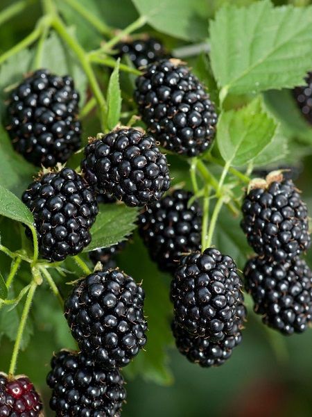 Jumbo İri Meyveli Böğürtlen Fidanı 80cmtorbalı
