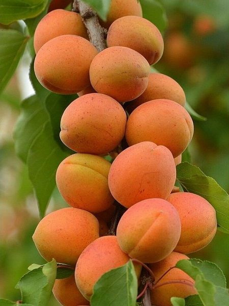 ORANGE RUBY kayısı Fidanı +160 cm ve Üzeri 6 Yaş saksılı