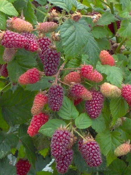 Kırmızı Böğürtlen Fidanı Tayberry Loganberry 80cm torbalı