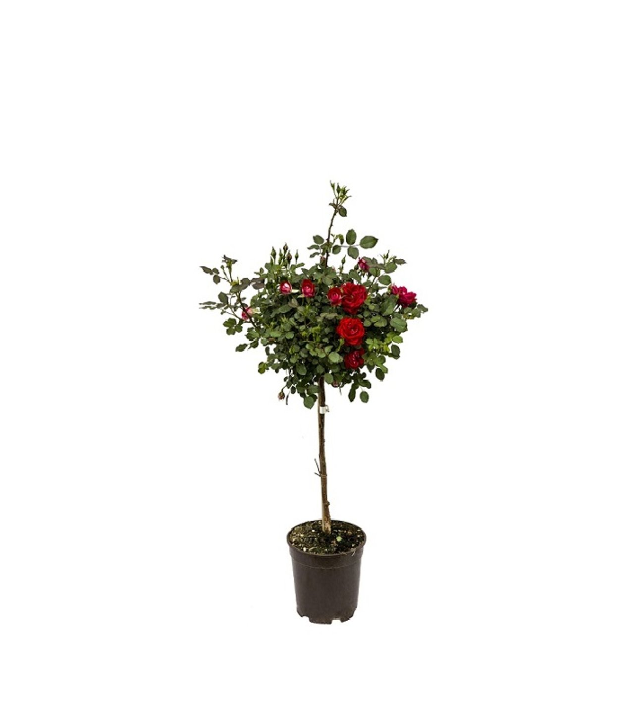 Aşılı Baston Gül Fidanı +100 CM Saksılı kırmızı Rosa