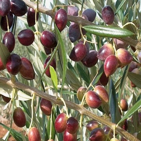 Saksılı Arbequina zeytin Fidanı yetişkin 8-9 yaş
