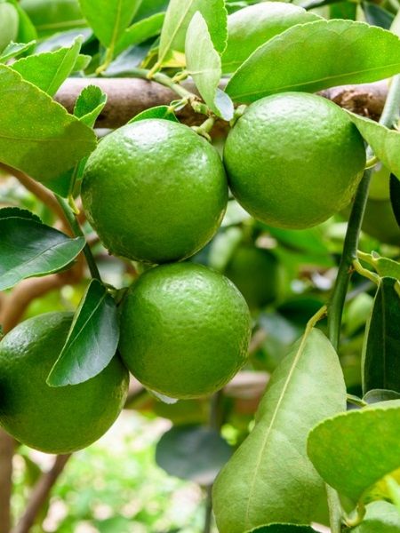 Misket Limon Fidanı 80-100 cm Saksılı