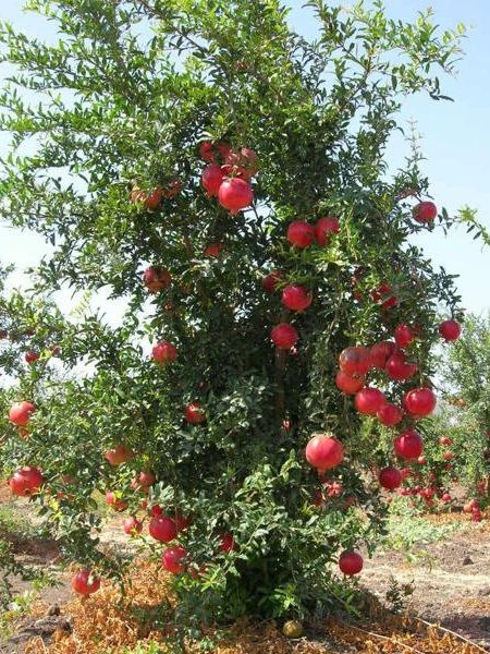Hicaz Narı Fidanı +100 cm ve üzeri