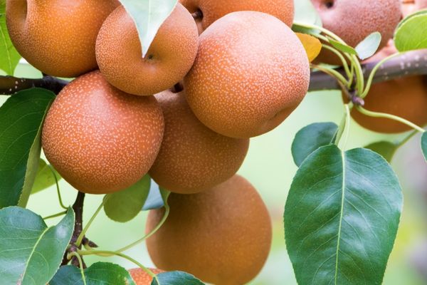 Yetişkin Naşi ’’japon’’ Armut Ağacı