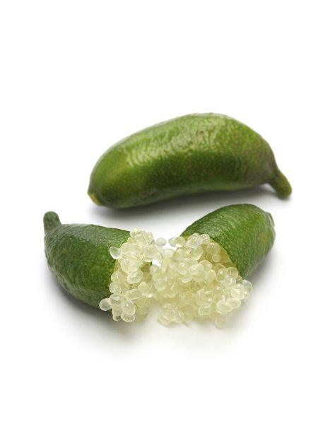 Parmak Limon Fidanı , Finger Lime +150 cm Torbalı