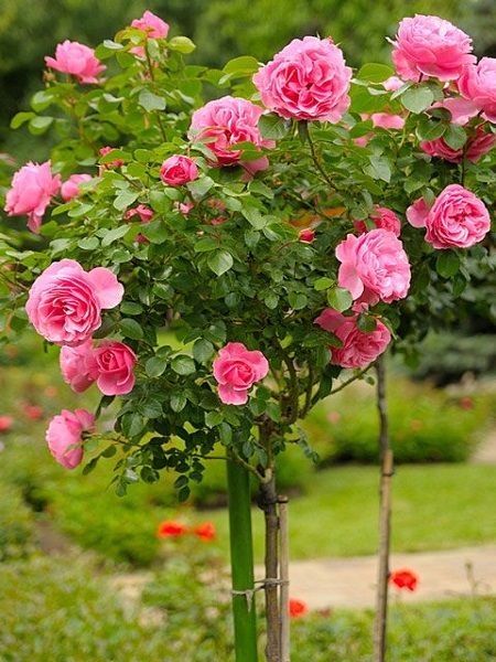 Aşılı Baston Gül Fidanı +100 CM  Pembe kokulu Rosa