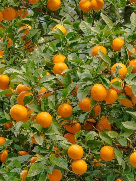 Valencia Portakal Fidanı, Torbalı 120 cm ve üzeri