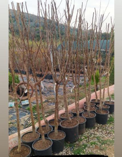 Şekerpare Kayısı Fidanı +160 cm ve Üzeri