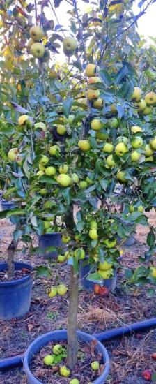Granny Smith Elma Fidanı +200 cm ve üzeri saksılı 10 yaş