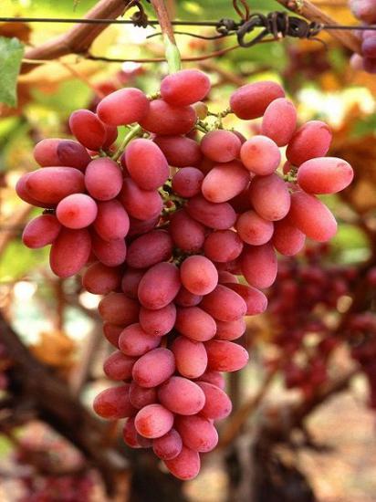 Crimson Seedless  Asma Fidanı 5 mt kadar