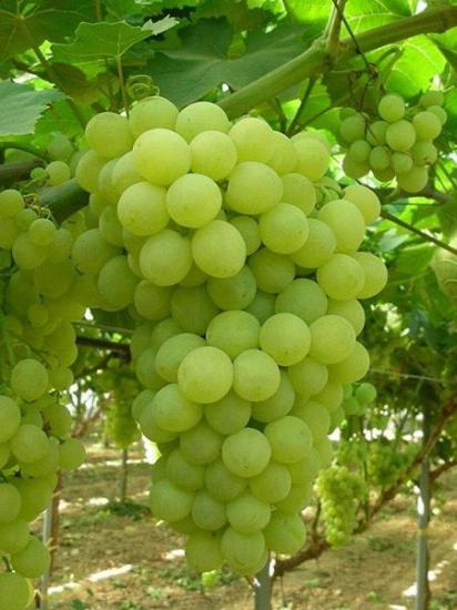  Asma Üzümü Fidan (Early Sweet Seedless) 