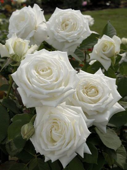 Aşılı Baston Gül fidanı +100 cm beyaz rosa