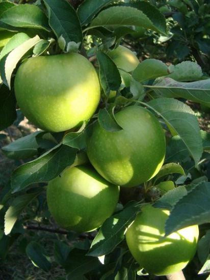 Granny Smith Elma Fidanı +150 cm ve üzeri Torbalı