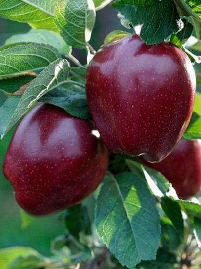 JOREMİNİ Elma fidanı aşılı +150cm ve üzeri saksılı