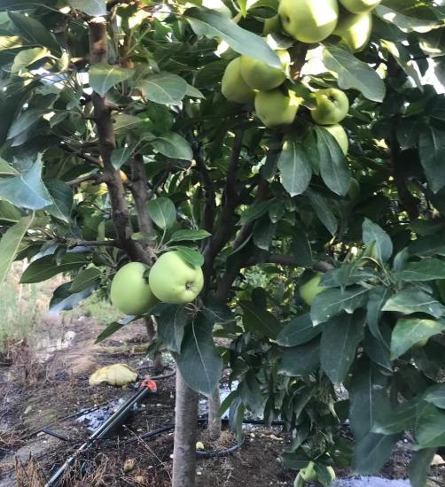 Yetişkin Golden Delicious Elma Ağacı