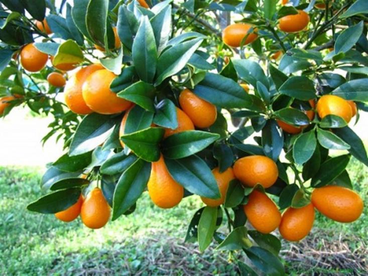4 Yaş Saksılı Kumkuat ’’kamkat’’ Fidanı
