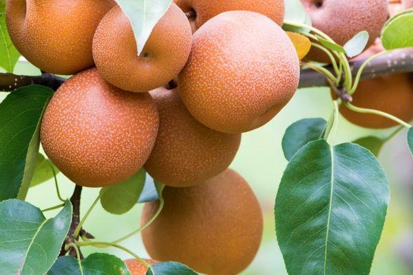 Yetişkin Naşi ’’japon’’ Armut Ağacı