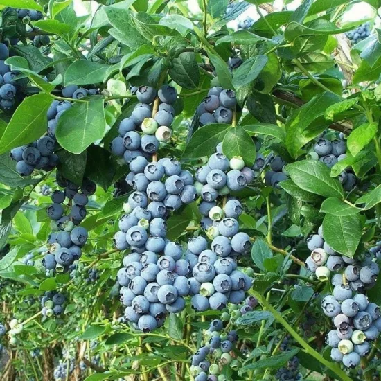 Duke yaban mersini fidanı nisasu fidancılık - saksılı blueberry yetişkin