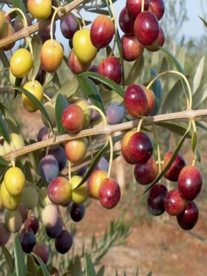 ARBEQUİNA Zeytin Fidanı 2m üstü Saksılı
