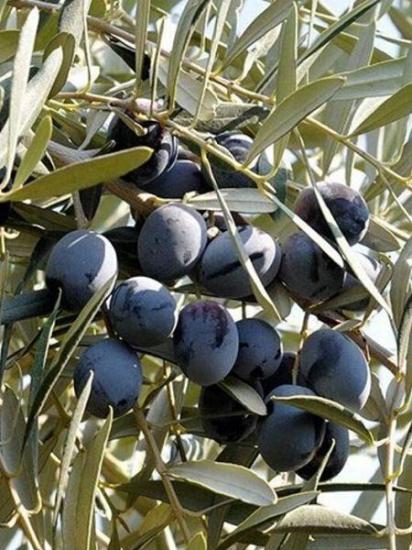 Gemlik Trilye Zeytin Fidan,  2m  ve üzeri Saksılı 7-8 Yaş 