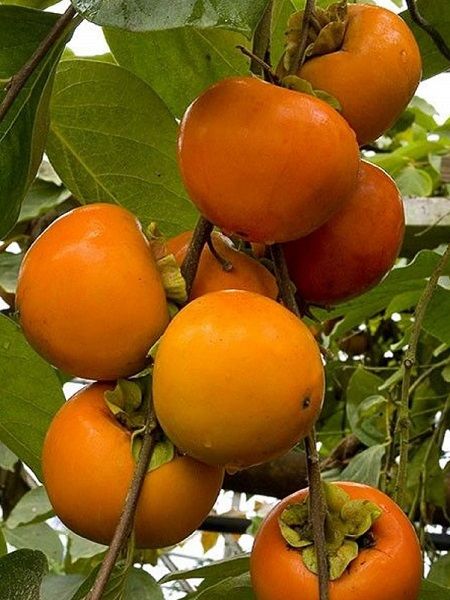 Hachia Trabzon Hurma Fidanı  100 cm