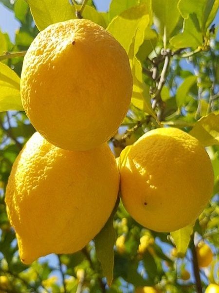 5-6 Yaş Torbalı Yediveren Limon Ağacı Meyveli
