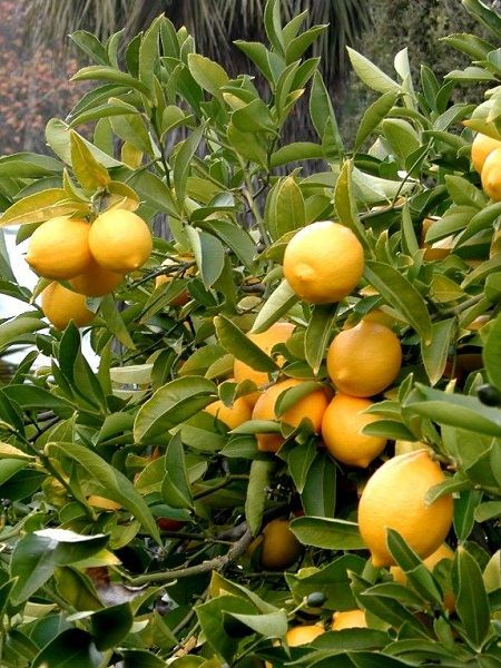 5-6 Yaş Torbalı Yediveren Limon Ağacı Meyveli